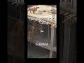 LIONS casual stroll just got REALintense. #wildanimals #shortvideo #closecall  #viral #animals