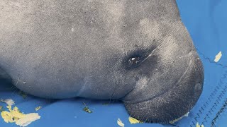 Reckless and Churro Manatee Release