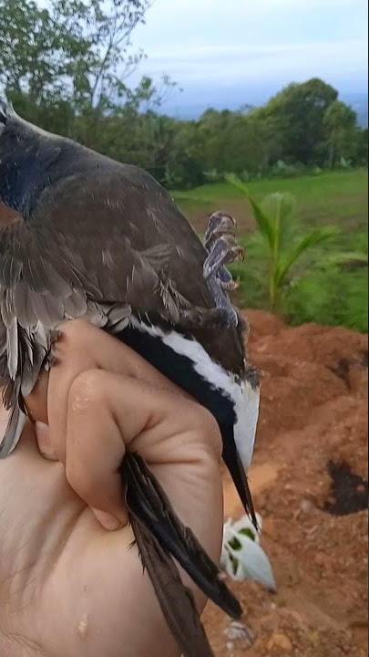 MANCING BURUNG DADALI DI DEPAN RUMAH