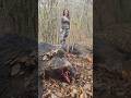 Driven hunt | drückjagd | Skupni lov | Chasse Au Sanglier Croatia #hunting #huntress #chasse