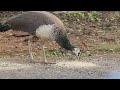 Peacock eating #peacock #birds #birdlovers 