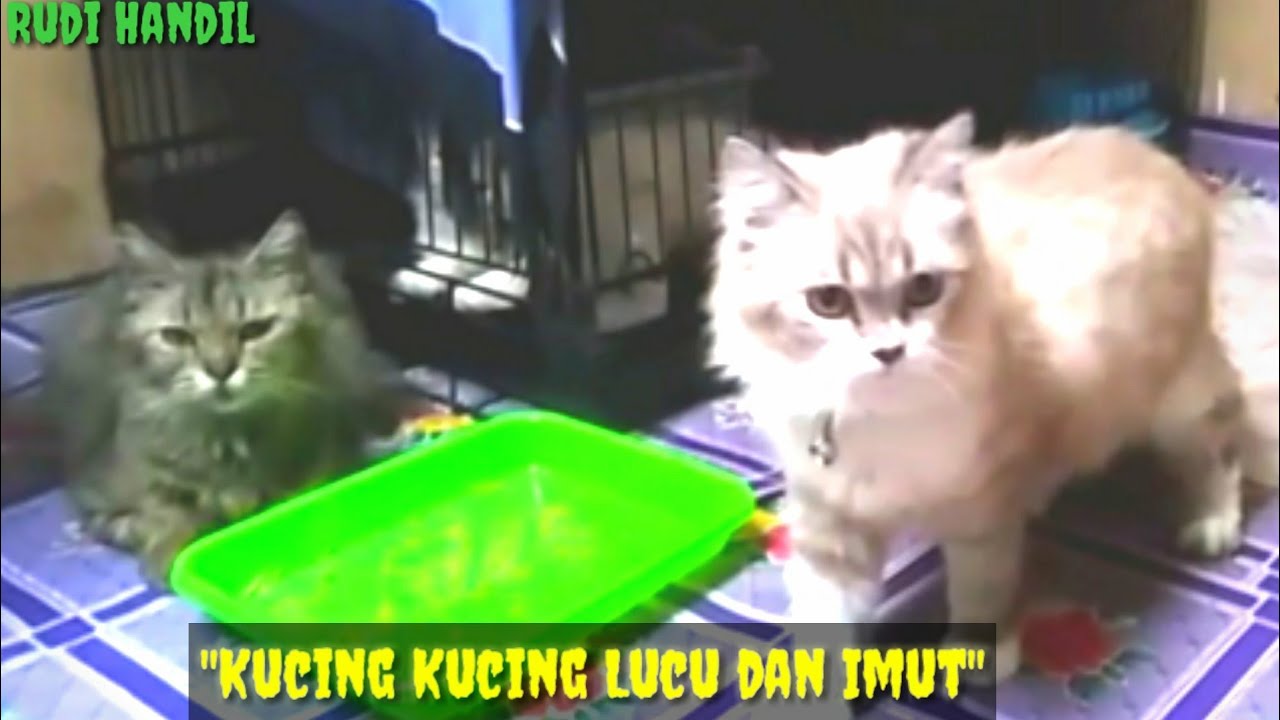 Bermain bersama kucing  lucu  dan  imut  YouTube