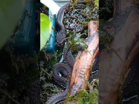 Video: Siapa yang makan ular garter?