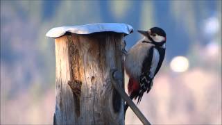 Flaggspett med territoriell tromming