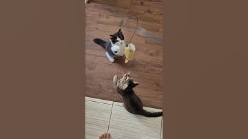 Cute Cats, Funny Cats, Cuteness #cuteness #cat #youtubeshorts #shots #funny