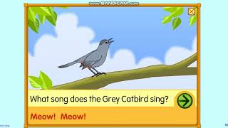 What sonf does the grey catbird sing?