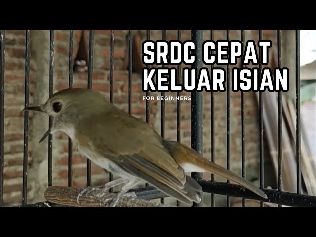 BURUNG SRDC GACOR KELUAR ISIAN class=