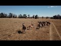 Wildlifes eland jumping a farm fence in south africa