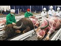 Inside America’s Massive Buffalo Leather Processing Plant🐄