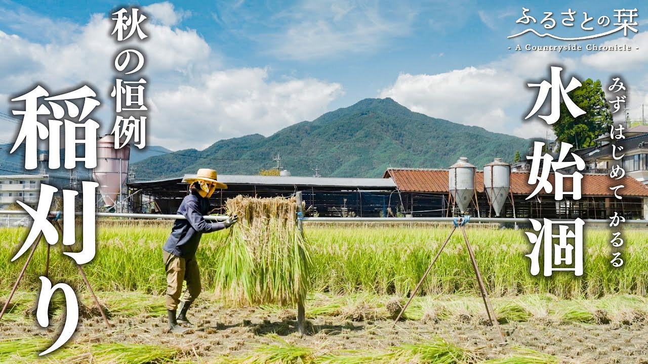 2024年10月北海道 で収穫した 松の実20kg Autumn Harvest] Harvesting Rice as a Family. Membership