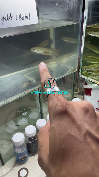 UPDATE STOK BARANG JUALAN!! #channa #ikanhias #ikan #ikanchanna #ikanpredator #fyp #viral