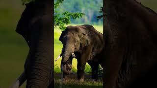 Elephant  Sounds  ||Beautiful view @Wild Life #animal #shorts #wildlife #elephant #elephants #wild