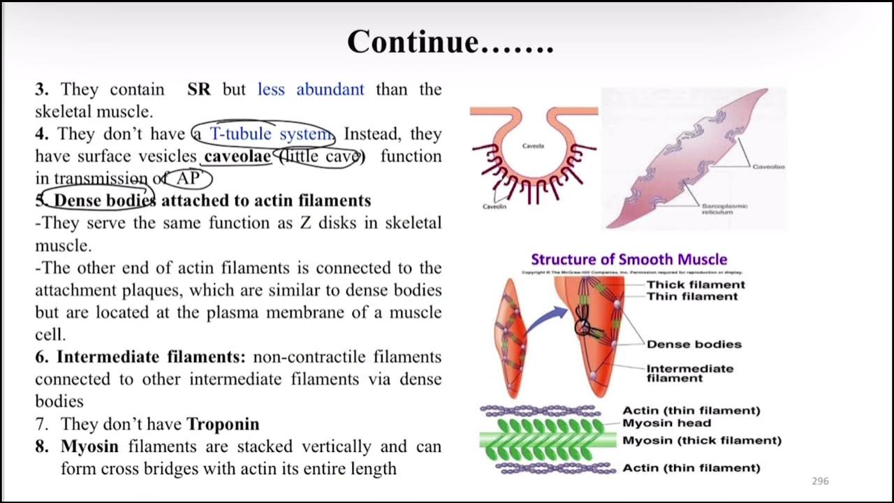 General physiology of smooth muscle,latch,stressrelaxation,Excitation