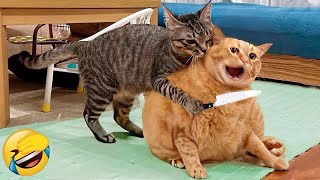 I would die laughing for these FUNNIEST Cats 😼😍 Funniest Cat Reaction 😹#13