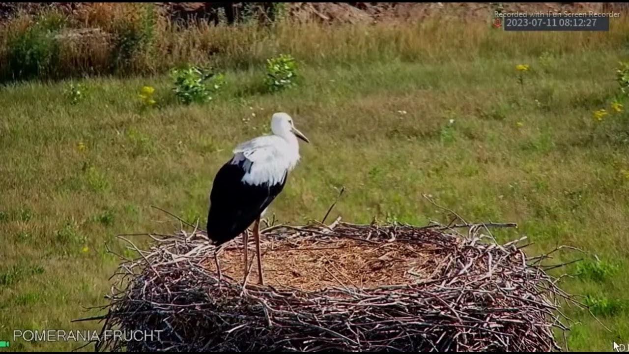 JUŻ LATA ,DZIWOGÓRA YouTube