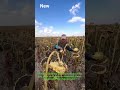 It's the most amazing sunflower harvest you’ll #sunflower #harvesting #farmtok #asmr #sunflowerfarm