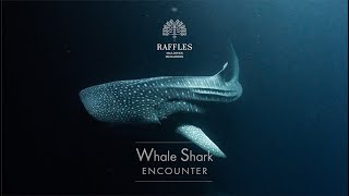 Whale Shark Encounter at Raffles Maldives Meradhoo private island
