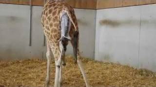 CIRCUS KNIE - Giraffen-Geburt