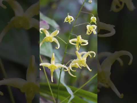 How amazing to grow orchids propagate plant fast and easy #3053