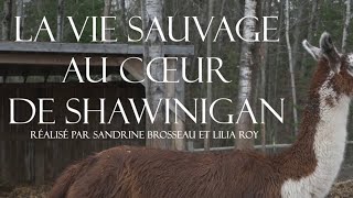 La vie sauvage au cœur de Shawinigan - Court-métrage documentaire