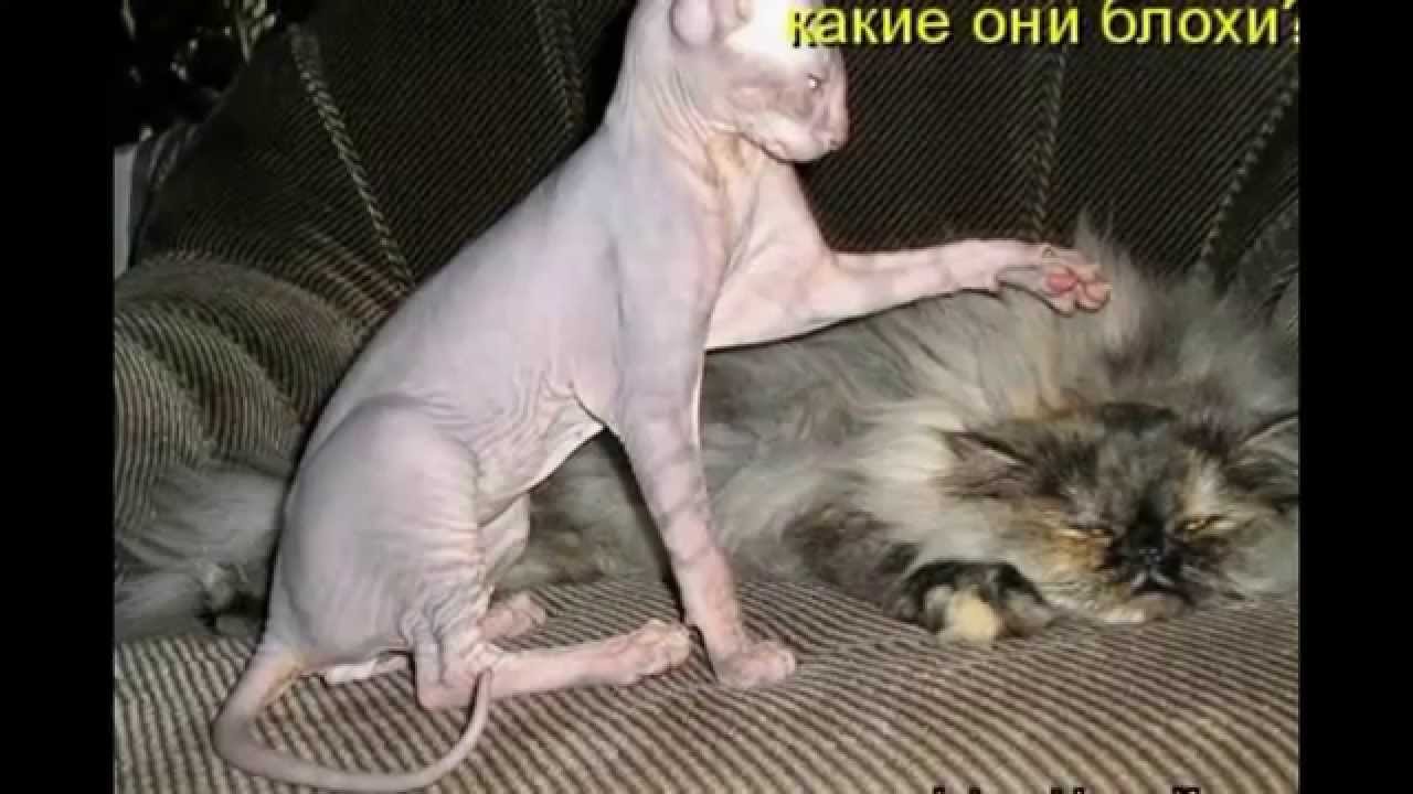Лысый перец вставляет симпатичной цыпочке на диване Лысый перец вставляет симпатичной цыпочке на диване