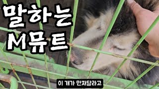 말귀를 알아듣고 자신의 뜻을 당당히 말하는 말라뮤트