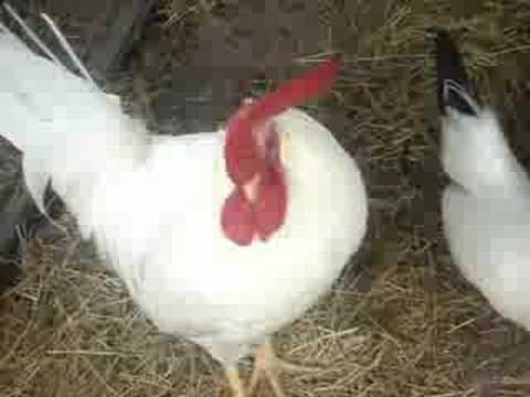 my chickens