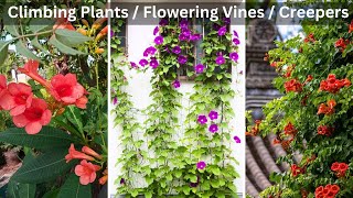 Best Climbing Plants \& Flowering Vines  |climbing plants | flowering vines #climbing #vines #plants