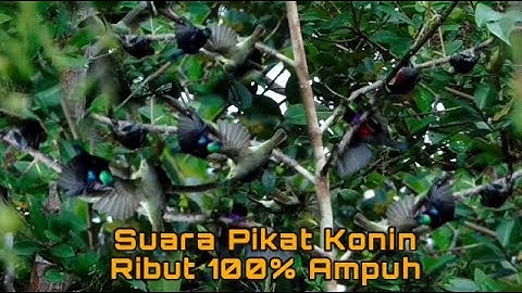 Suara Pikat Kolibri Ninja Ribut Paling Ampuh