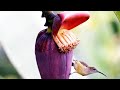 Gibbons and Sunbirds in Ecosystem