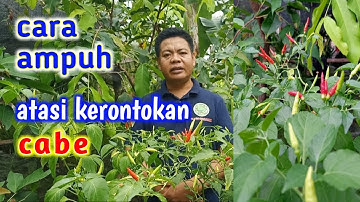7 Cara Mengatasi Kerontokan Bunga Dan Buah Pada Tanaman Cabe