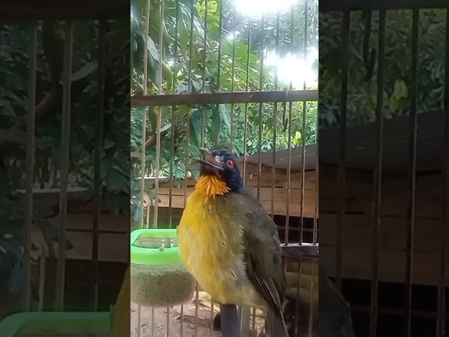 Burung Kutilang emas gacor || Pancingan #kicaumania #masterankutilang class=