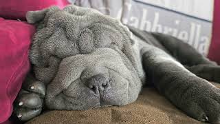 Sleepy snoring #sharpei #puppy !