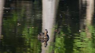 野鳥動画  マガモ♀