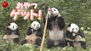 【パンダ釣り】子パンダたちのおやつタイム2017年生まれ【成都パンダ】Chengdu Base of Giant Panda/妮娜/妮可/晶亮/三優