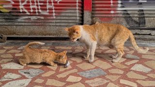 Mother cat brings the Fish she found to her Kitten even though she is very hungry. by The World of Cats 5,487 views 19 hours ago 8 minutes, 10 seconds