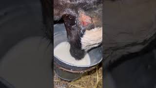 Calf Milk Feeding  #Cow #Farming #Dairy