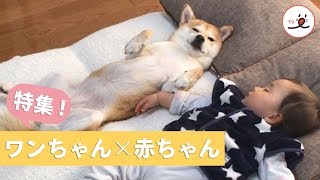 ワンちゃんと赤ちゃんの幸せな時間【PECO TV】