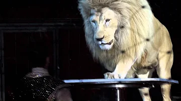 Cosa rappresenta il leone bianco?