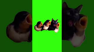 My Cat Is Hungry Meme Green Screen