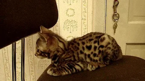 Watch the video about F3 BENGAL KITTEN at 10 Weeks Old!