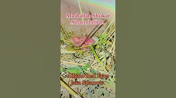 Albino Red Eyes Java Sparrow / Hatching Start / Java Sparrow #mab_aviary_karachi #parrotaviary #vlog