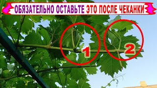 🍇 Как ПРАВИЛЬНО ЧЕКАНИТЬ/УКОРАЧИВАТЬ/ПОБЕГИ на винограде. А ЭТИ пасынки ДАЖЕ не думайте УДАЛЯТЬ.