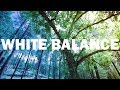 Photography Basics: What Is White Balance