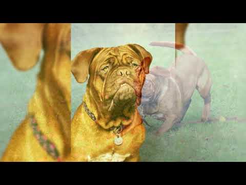 Video: Cani Dogue De Bordeaux: Cura E Nutrizione