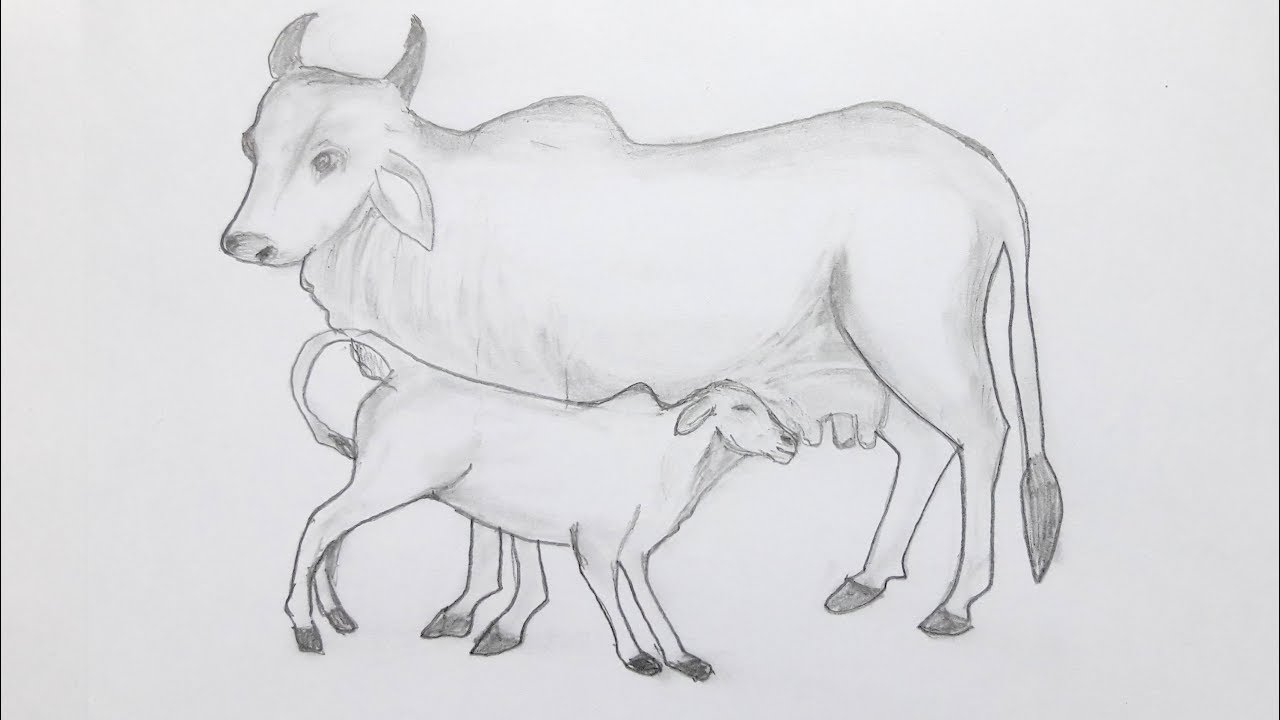 cow sketching, drawing animal, easy way to draw cow and cattle, cow feeding...