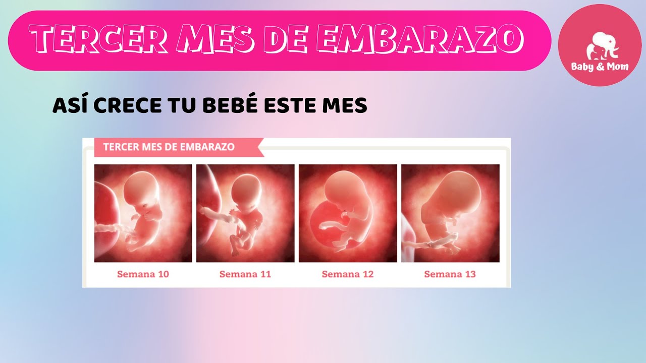 26 semanas de embarazo peso del bebe