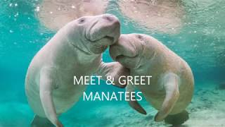 Jamaica - Meet and greet manatees