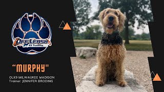 MURPHY 7 YEAR OLD AIREDALE TERRIER , STRONG PULLER TO AMAZING HEEL, OLD DOGS CAN LEARN NEW TRICKS!