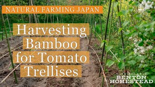 Harvesting Bamboo for Tomato Trellises » Natural Farming Japan » Ōmishima, Imabari, Ehime